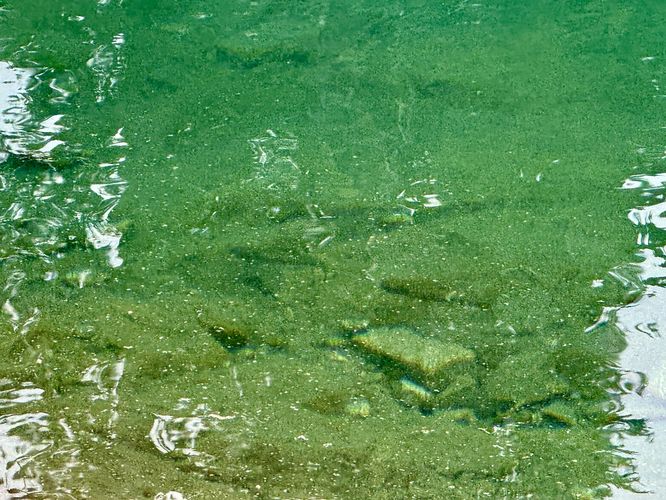 Fish swimming in Blue Lake