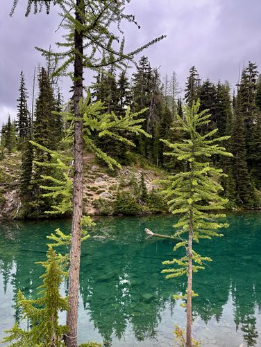 Western Larch sit alongside Blue Lake