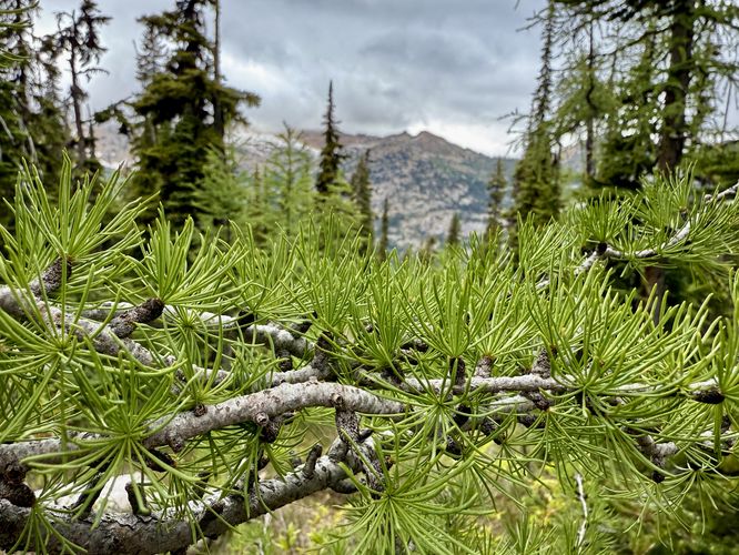 Western Larch