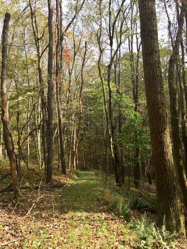 Picture 9 of Blue Spruce Park Vista Trail