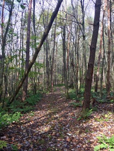 Picture 14 of Blue Spruce Park Vista Trail