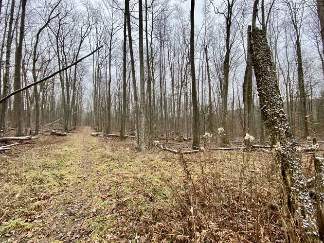 Hiking the Blue Trail at Plymouth Woods