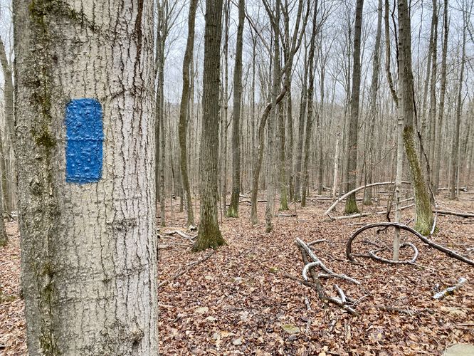 Blue Trail (Plymouth Woods)