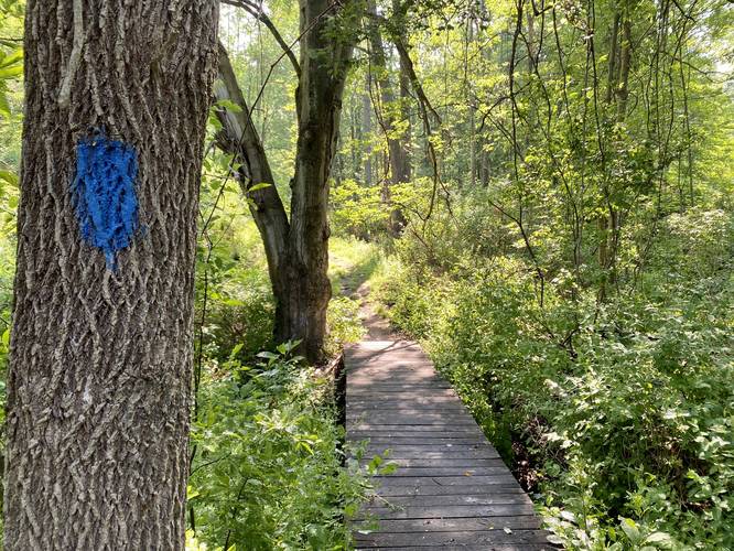 Blue Trail blazes at the Lindsay-Parsons Biodiversity Preserve