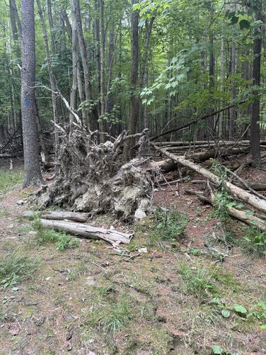 Picture 2 of Blue Trail