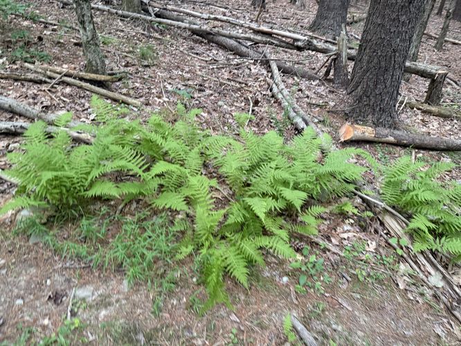 Picture 4 of Blue Trail