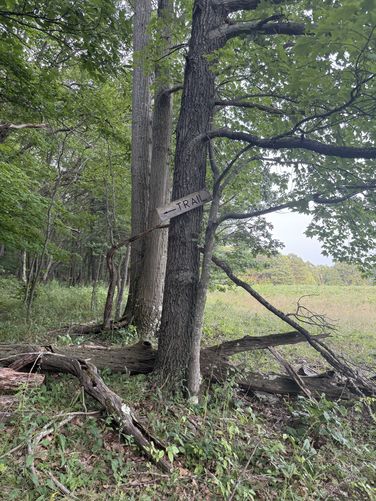 Picture 7 of Blue Trail