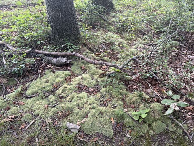 Picture 8 of Blue Trail