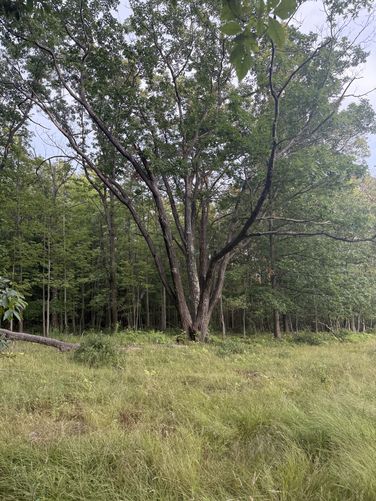 Picture 9 of Blue Trail