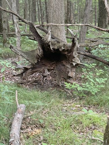 Picture 10 of Blue Trail