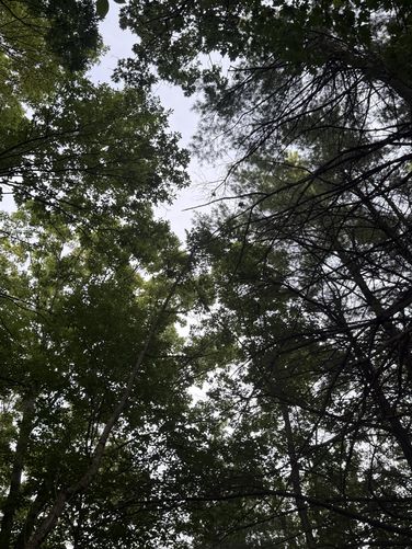 Picture 11 of Blue Trail