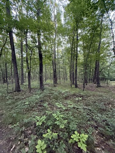 Picture 12 of Blue Trail