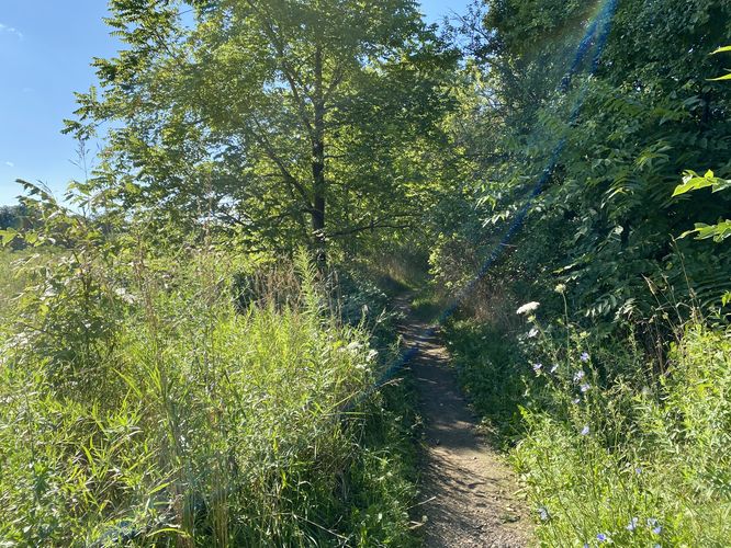 Trail to Borer's Falls