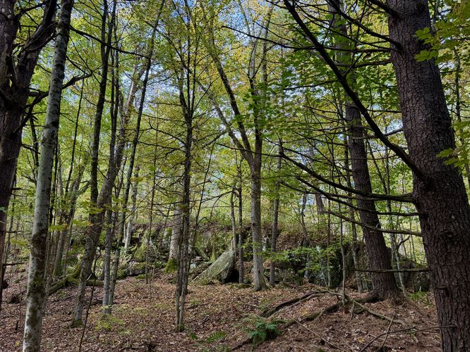 Large rock outcropping in the forest
