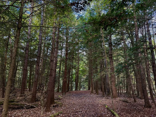 Towering hemlocks