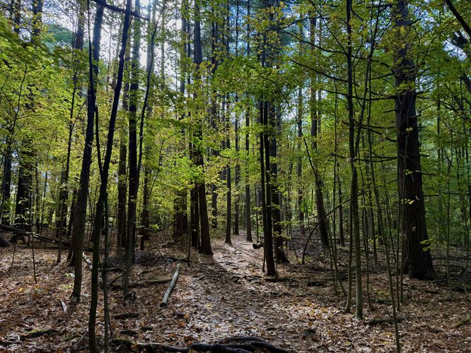 Peaceful forest at Jones Creek - Thousand Islands National Park