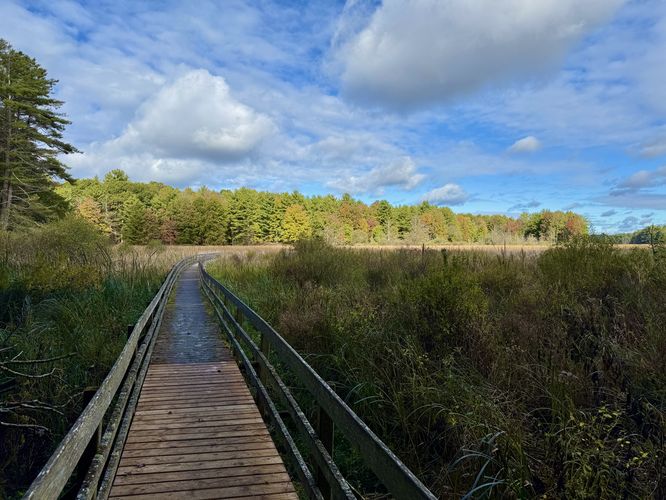 Swamp boardwalk with a view