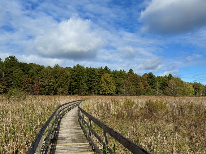 Autumn foliage in the trees surrounding the swamp at Mud Creek - as seen from the boardwalk