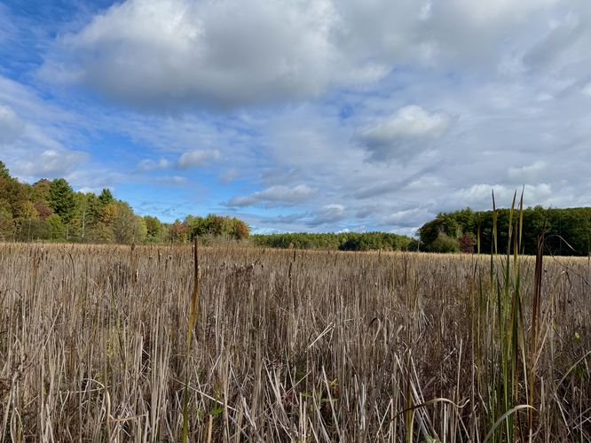 Tall grasses sit in the swamp at Mud Creek