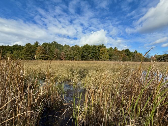Wide angle view of Mud Creek from the boardwalk