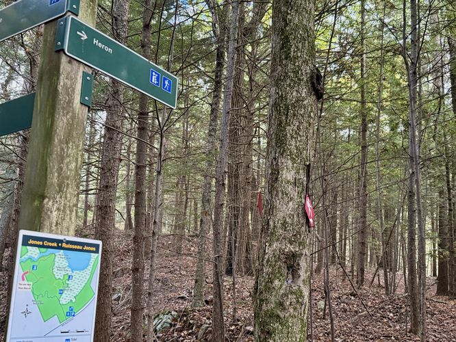 Heron Loop trail (red blazes)