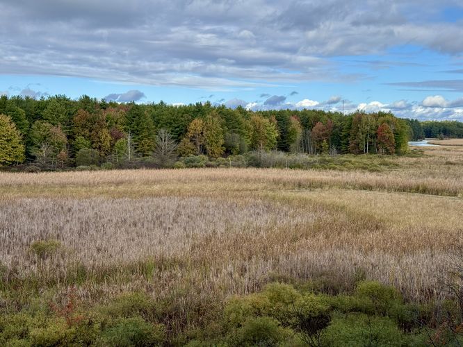 View of Mud Creek and Jones Creek from the Heron Trail
