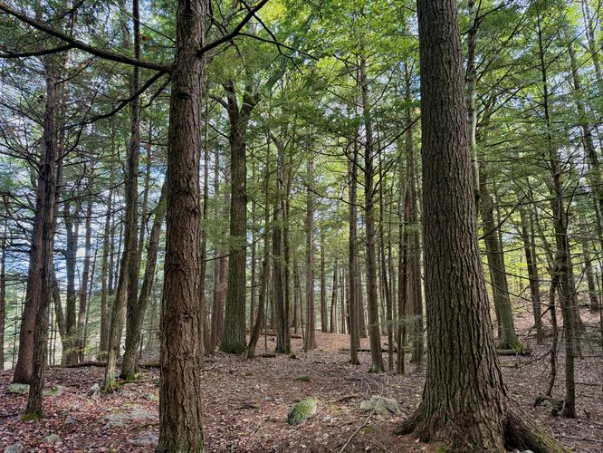 Heron Loop continues through the forest