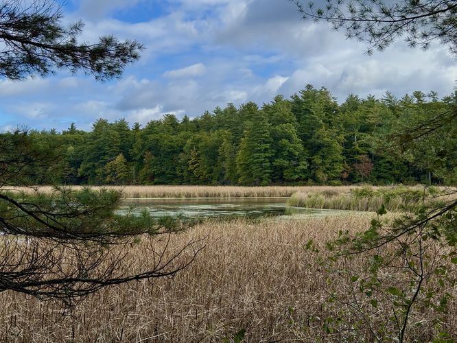 View of Jones Creek from the forest
