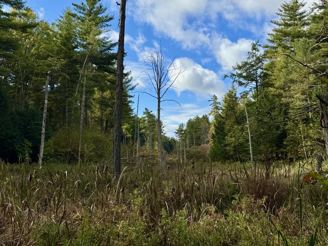 Forest swamp view