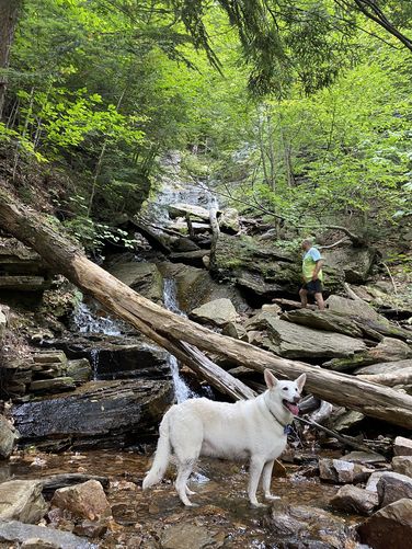 Default image for Bourn Pond to Lye Brook Falls, a 11.5-mile trail in Sunderland, VT (US)