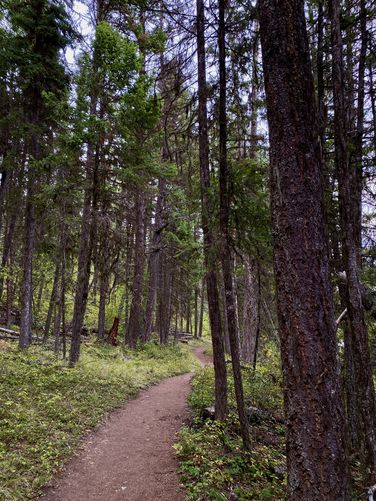 Evergreen forest along the Bowman Lake Trail