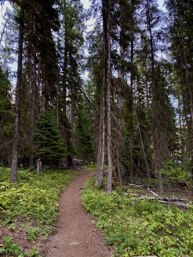 White spruce and western hemlocks line the Bowman Lake Trail
