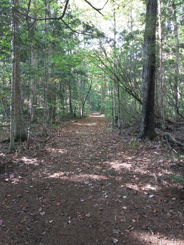 Trail substrate 