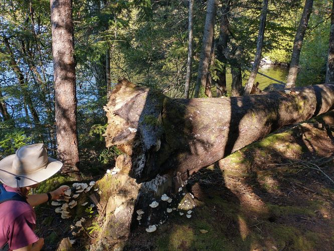 Mushrooms may have led to the demise of this huge tree