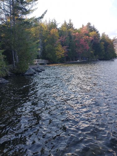 View of foliage along the lake 