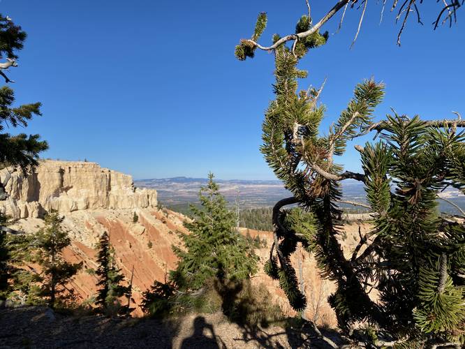 Bristlecone Pine tree