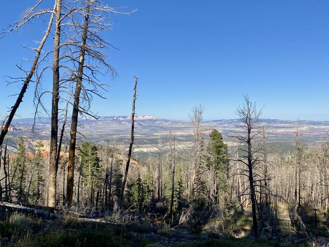 View of Bryce Canyon through a diseased forest from the Bristlecone Loop Trail