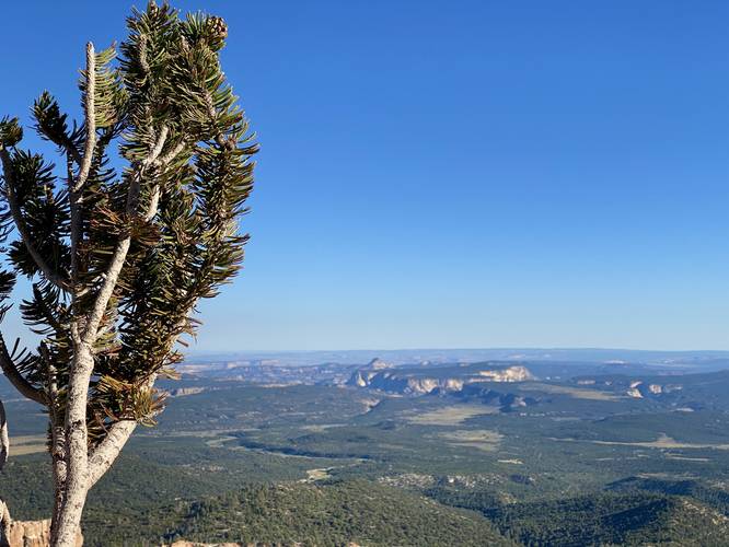 Bristlecone Pine tree with a view