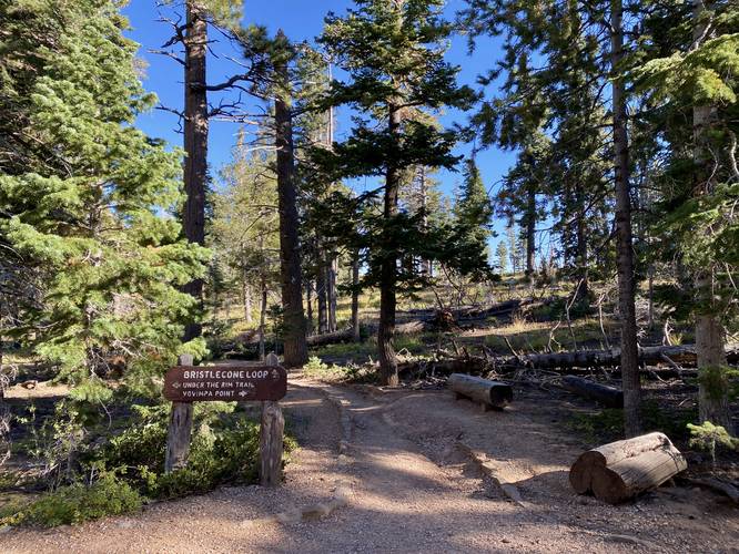 Continue straight to stay on the Bristlecone Loop