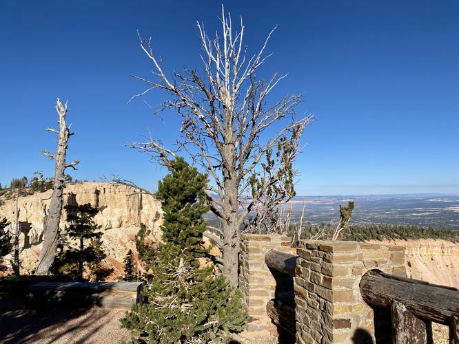 Bristlecone Pine tree