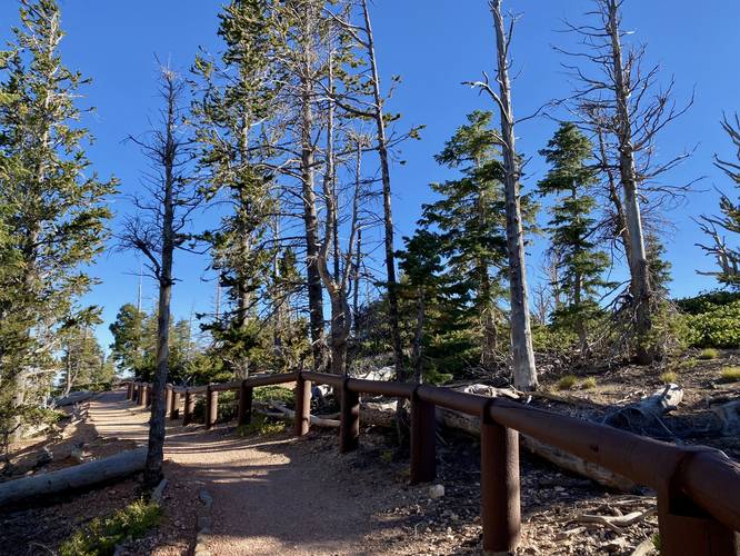 Hiking the Bristlecone Loop Trail at Bryce Canyon National Park