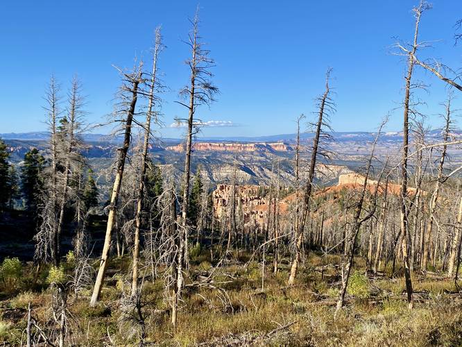 View of Bryce Canyon through a diseased forest from the Bristlecone Loop Trail