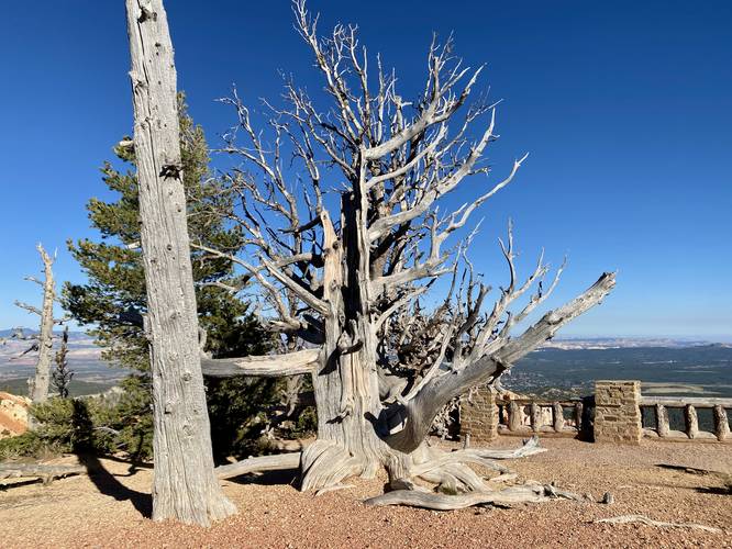 Old-growth Bristlecone Pine (may be dormant)