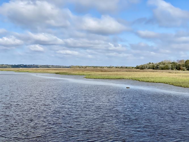 Marshland along the Ashley River