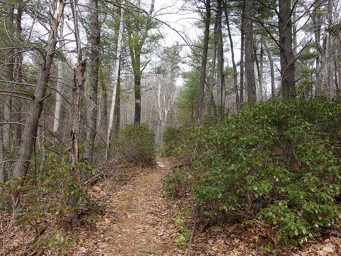 Picture 11 of Broad Hollow Hike 022016