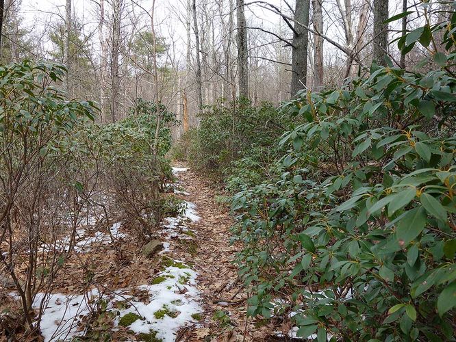 Picture 12 of Broad Hollow Hike 022016