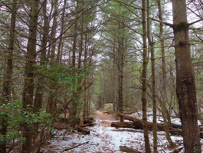 Picture 15 of Broad Hollow Hike 022016