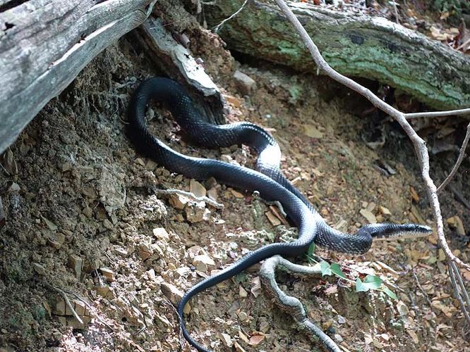 Black Rat snakes