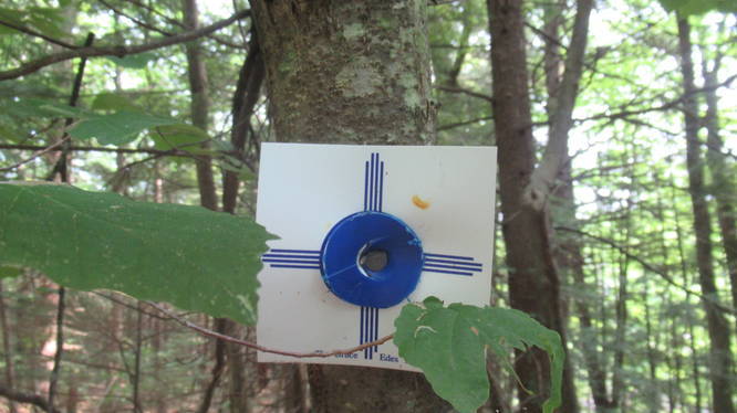 The Blue Trail Blaze marker