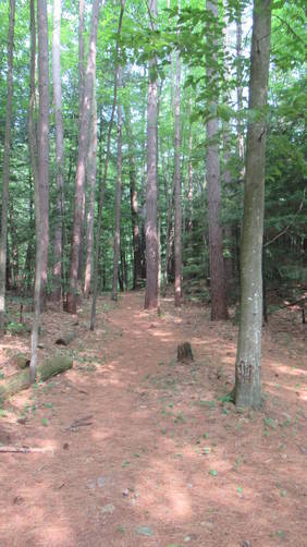 The Blue Trail cuts back away from the river to the forest